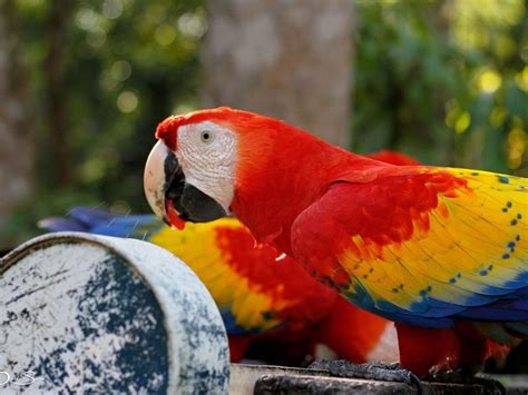How The Scarlet Macaw Returned To Honduras Science Smithsonian