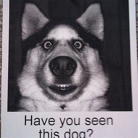 20 Funny Lost And Found Pet Posters