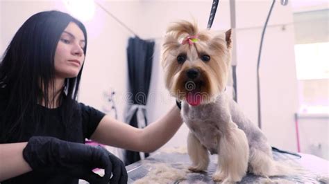 Dog Grooming At Pet Salon Funny Dog Getting Haircut Stock Footage