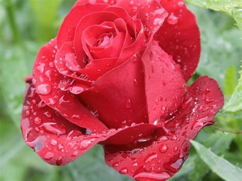Dew Drops Blows Red Garden Rose Hd Wallpaper Peakpx