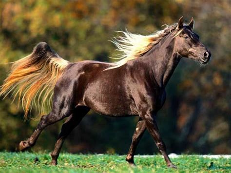 Worlds Most Beautiful Horse Breeds From Around The World Hubpages