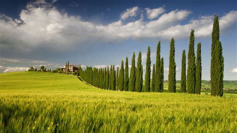 Green Landscapes Nature Fields Spring Italy Tree