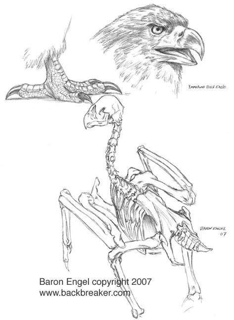 Bald Eagle Study Bald Eagle Anatomy With Referring Of Bald Eagle