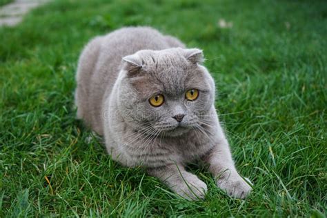 A Scottish Fold Cat Resting On The Grass British Fold Cat Stock Image