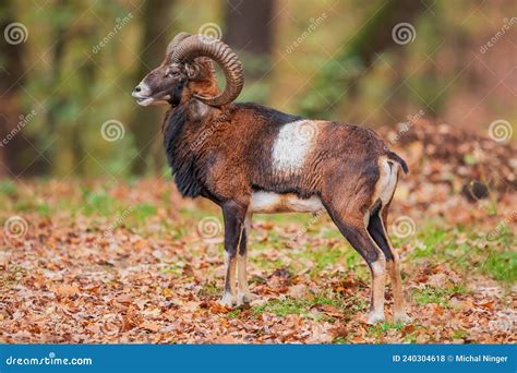 Male European Mouflon Ovis Aries Musimon Stock Photo Image Of