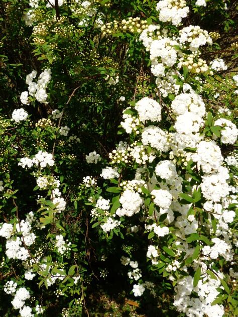 The Flowering Bridal Wreath Or Spirea Bush In Garden Landscaping