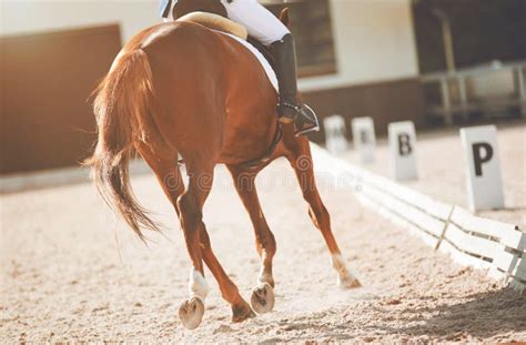 A Horse Participates In Dressage Competitions Kicking Up Dust With Its