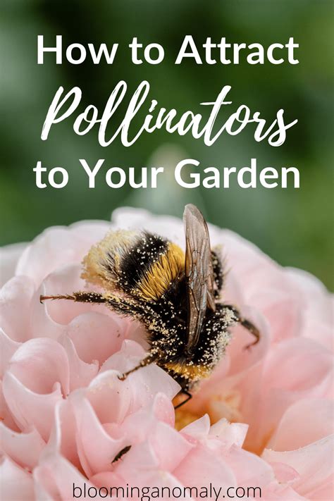 How To Attract Pollinators To Your Garden Blooming Anomaly