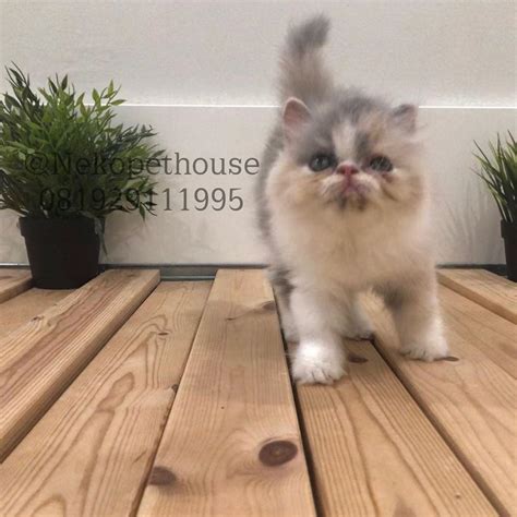 Kucing Persia Peaknose Longhair