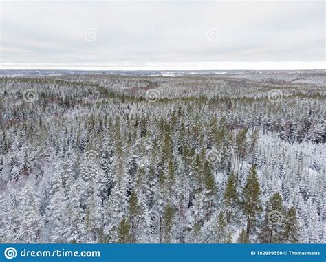 Evergreen Forest In Winter Stock Photo Image Of Peaceful 182989550