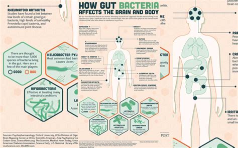 how gut bacteria affects the brain and body [infographic]