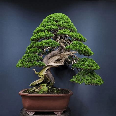 The World S Oldest Bonsai Tree Currently Over 1000 Ye