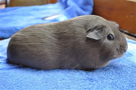 All Things Guinea Pig Cavy Colours