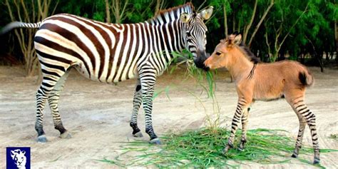 This Adorable Zonkey Is What You Get When You Cross A Zebra And A