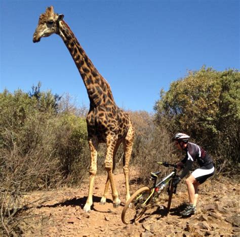 Angry Giraffe Attacks Tourists Bike In S Africa Cn