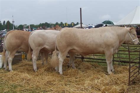 Blonde Daquitaine Cattle Heckingham Hall