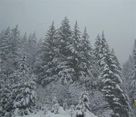Snoqualmie Summit Snow Covered Evergreen Trees Evergreen Trees