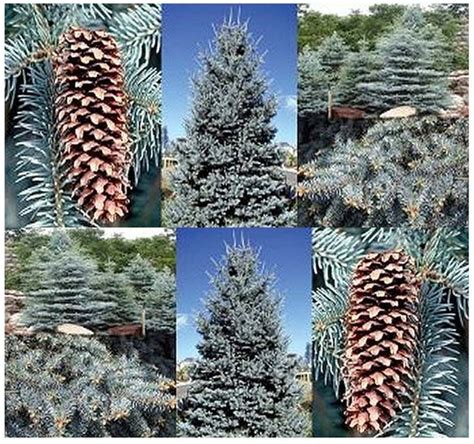 Colorado Blue Spruce Tree Seed Picea Pungens Glauca Tree
