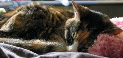 Feline lower urinary tract disease (flutd) is a generic, category term to describe any disorder affecting the bladder or urethra of cats. The 5 Stages of Feline Urinary Tract Blockage - Catster