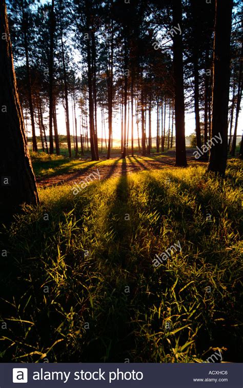 Pine Tree Forest Sunset Portrait Stock Photo 4323781 Alamy