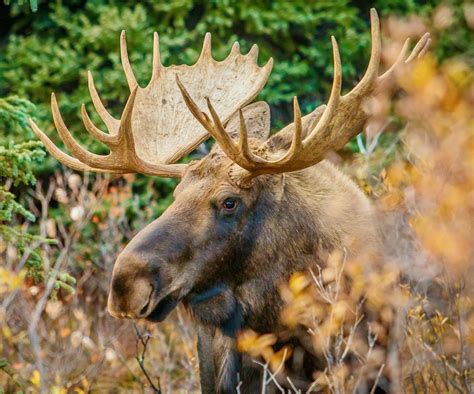 Manitoba Wildlife Federation applauds new provincial moose regulations • Outdoor Canada