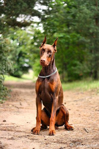 Apollo Searching For New Home Doberman Dogs Red Doberman Pinscher