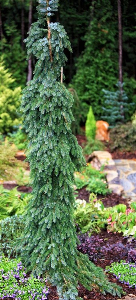 Picea Omorika Pendula Bruns So Stunning Garden ~ Evergreens