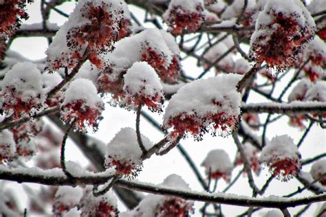 How Climate Change Is Altering The Very Nature Of Spring