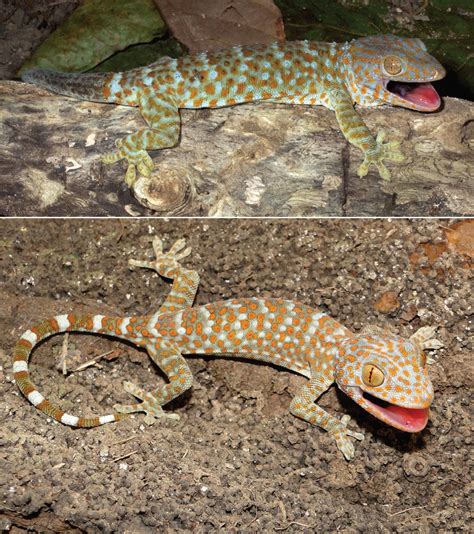 Filetokay Gecko Gekko Gecko Adult Male And Juvenile Wikipedia