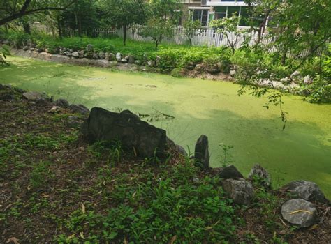 小心黑花蚊出没！社区蚊虫肆虐多是这些原因 腾讯新闻