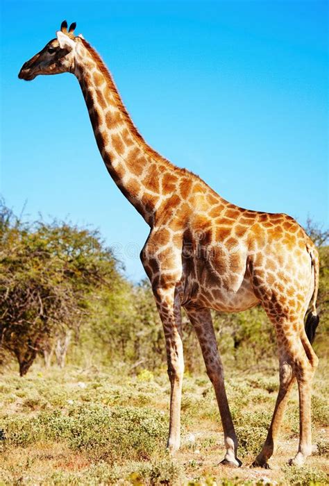 African Savanna Giraffe Pets Lovers