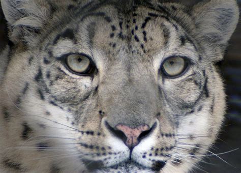 Snow Leopard Face Snow Leopard Face By Vertor On Deviantart Clouded Leopard Leopard Face