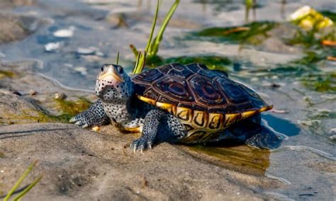 7 Unique Turtles In New Jersey