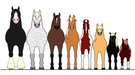 Common Horse Breeds Height And Weight Chart