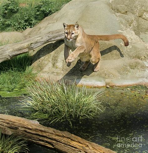 Cougar Jumping Across A Stream Photograph By Brian Tarr Pixels