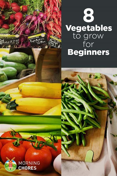 8 easiest vegetables to grow even if don t know gardening