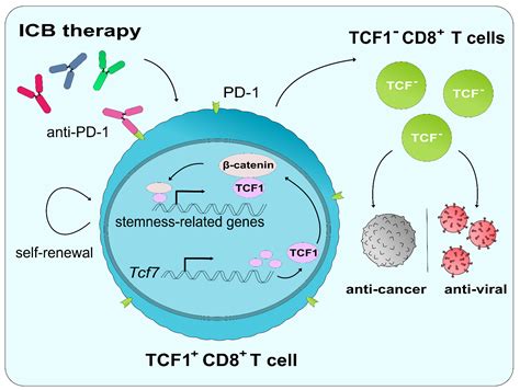 Cancers Free Full Text The Potential Of T Cell Factor 1 In