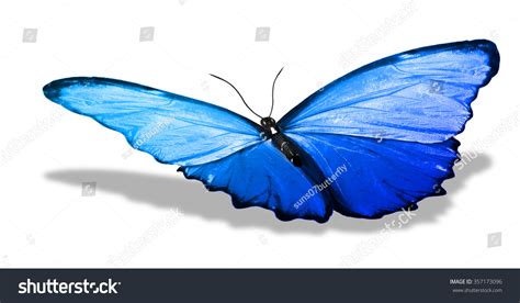 Morpho Blue Butterfly Isolated On White Stock Photo 357173096