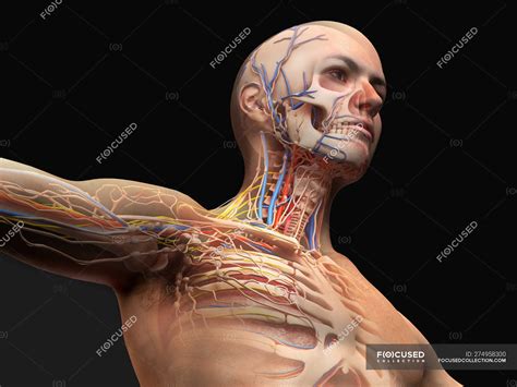 Male Head And Chest Anatomy Diagram With Ghost Effect On Black Background Nervous Organs