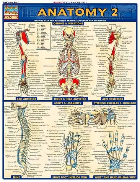 Human Anatomy Study Charts