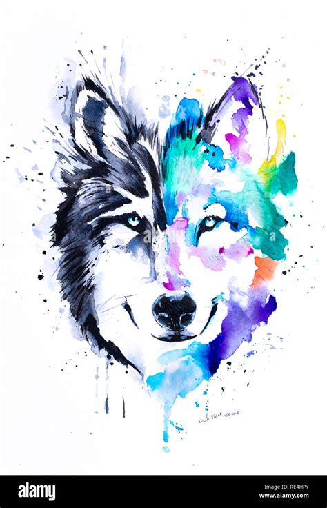 Wolf Watercolor Painting Stock Photo Alamy