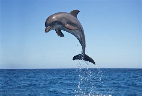 Bottle Nosed Dolphin Jumping 1 By Mike Hill
