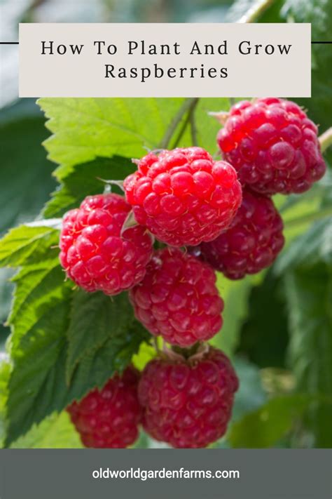 How To Plant And Grow Raspberries The Simple Keys To Success In 2021