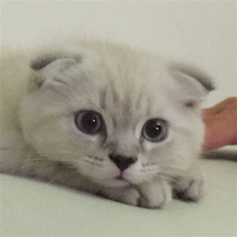 Cute Scottish Fold Cat Youtube