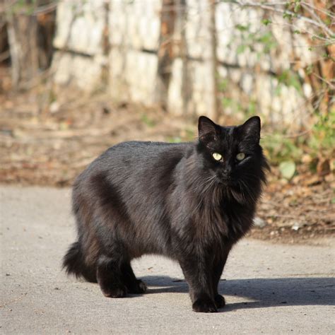 Black Longhaired Cat Pretty Cats Fluffy Black Cat Warrior Cat Names
