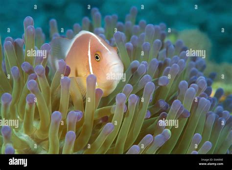 Pink Skunk Clownfish Or Pink Anemonefish Amphiprion Perideraion Bohol