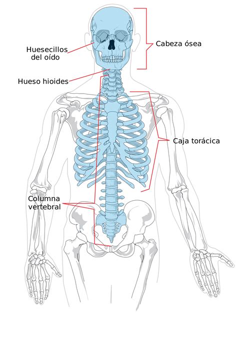 Foto De Anatomia Do Esqueleto Axial Do Sistema Esqueleto Humano E Mais