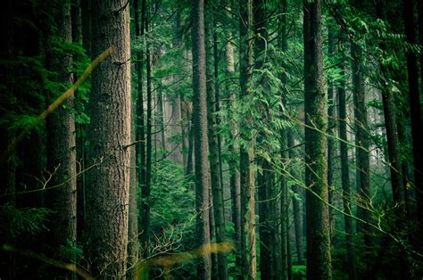 Wild Forest Pictures Download Free Images On Unsplash