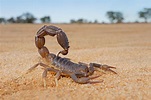 Where do Scorpions Live? (Hint: It’s Not Just Arizona!)