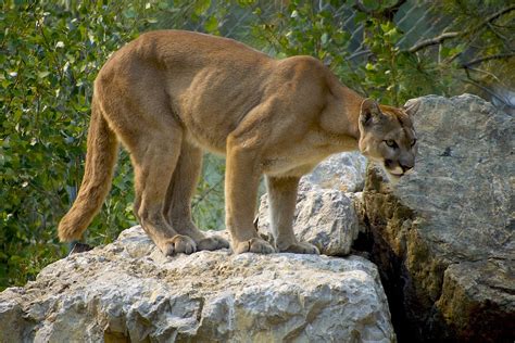 Cougar Animal Puma Free Photo On Pixabay Pixabay